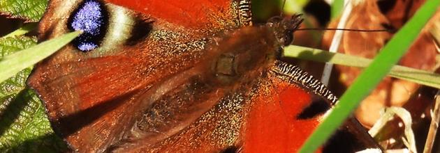schmetterling
