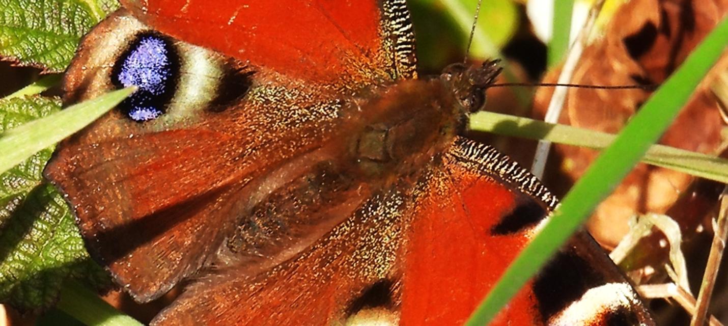 schmetterling