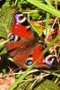schmetterling